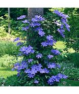 20 Blue Downy Clematis macropetala Hybrid Flower Seeds  - £14.09 GBP