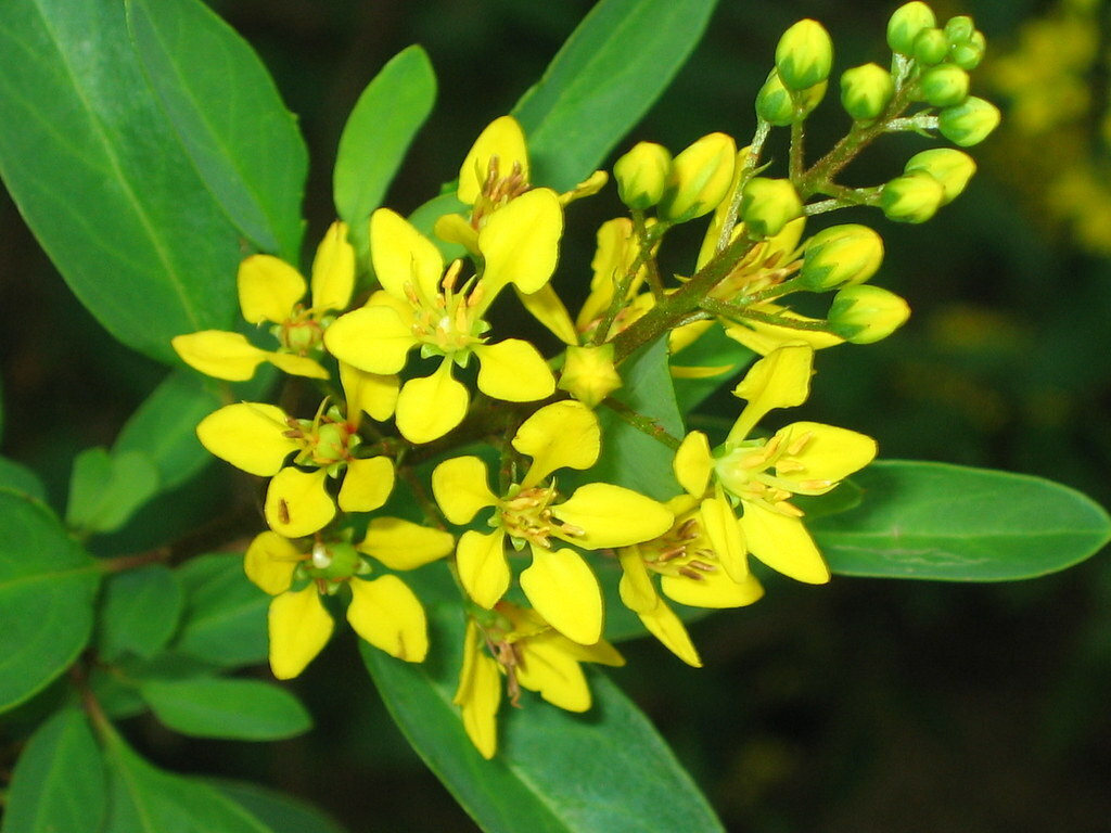 Galphimia Glauca Thryallis 5 seeds Fresh Gardening - $17.96