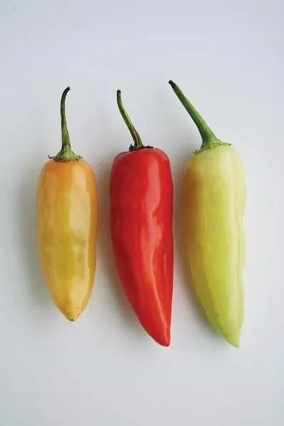 100 Santa Fe Grande Pepper Seeds Hot Non Gmo Fresh Garden Seeds Heirloom - £6.31 GBP