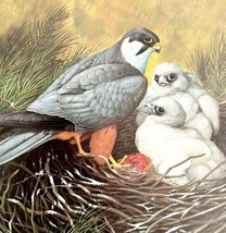 Hobby With Chicks Art Print Color Plate Birds Of Prey Vintage Nature 197... - $34.99