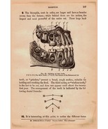 Antique Medical Print The Jaw 2 Sides Treatise On Physiology &amp; Hygiene 1890 - $36.74