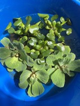 (6) MIX Water Lettuce &amp; Hyacinth Large 5-7” Koi Pond Floating Plant Alga... - £30.48 GBP