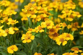 Starter Live Plant Mexican Tarragon Tagetes lucida Anise - £16.06 GBP