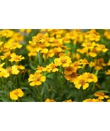 Starter Live Plant Mexican Tarragon Tagetes lucida Anise - £16.32 GBP