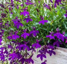 600 Purple Trailing Lobelia Seeds, Ground Cover &amp; Hanging Basket Flower - $8.69
