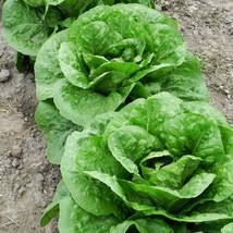AW 100 Parris Island Romaine Lettuce Seeds Garden Non Gmo Organic Salad ... - $9.86