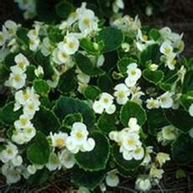 50 Pcs White Wax Begonia Flower Seeds #MNSS - $14.99