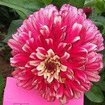 US Seller Ice Queen Zinnia Seeds Fast Shipping - $11.48