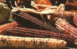 50 Indian Corn Seeds Ornamental Corn Fall Decoration Garden USA - $12.00