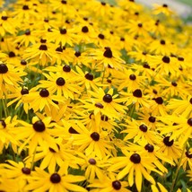 Black Eyed Susan Yellow Perennial Daisy Sunflower Wild Flower Gardening USA SHIP - £9.39 GBP