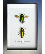 Stunning Rainbow Jewel Chrysochroa Fulminans Beetles Framed Entomology S... - $88.50 CAD