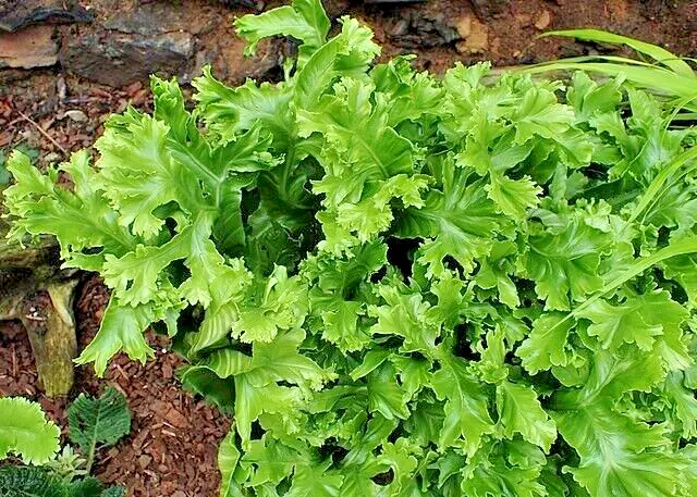 Crested Tongue Fern 1000 Spores Seeds - £14.30 GBP