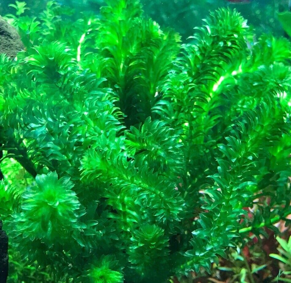 ANACHARIS ELODEA EGERIA DENSA - 1 BUNCH Aquatic Live Plants  SUPER PRICE!!! - $4.45