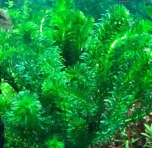 ANACHARIS ELODEA EGERIA DENSA - 1 BUNCH Aquatic Live Plants  SUPER PRICE!!! - £3.51 GBP