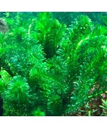 ANACHARIS ELODEA EGERIA DENSA - 1 BUNCH Aquatic Live Plants  SUPER PRICE!!! - £3.54 GBP