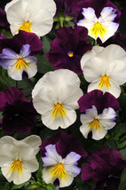 G_S Pansy Cool Wave Berries ‘n Cream Mix - $8.39