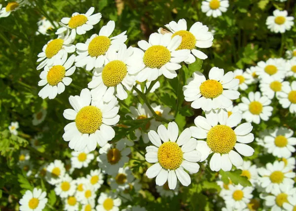 Roman Chamomile 100 Seeds Herb Sleep Calming Healing Chamaemelum Nobile ... - $6.38