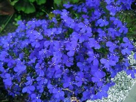 300 Lobelia Inflata Seeds Organic - $1.00