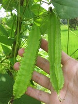 cigarillas Winged bean 10 Seeds ThailandMrk - $5.00