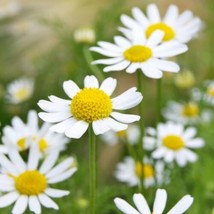 German Chamomile Seeds, NON-GMO, Herbal Tea, Scented Mayweed, Free Shipping - £1.31 GBP+