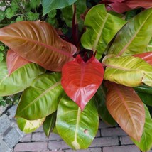 Best Philodendron Prince of Orange / Philodendron / Live Plant - £20.58 GBP