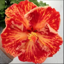20 Red Orange Hibiscus Seeds Flowers Flower Seed Perennial Bloom - £11.93 GBP