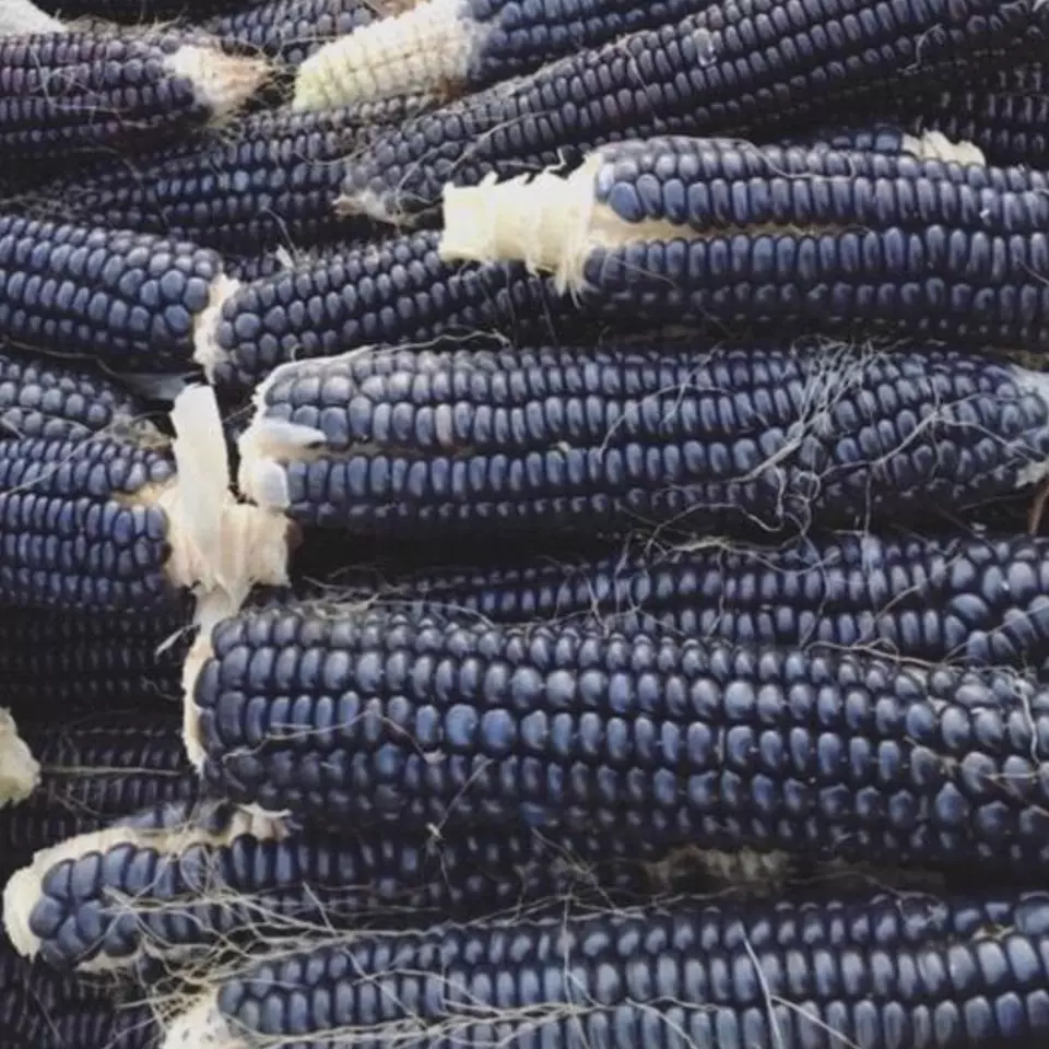 KS Heirloom Hopie Blue OP Ornamental Corn Vegetable Garden Non Gmo 25 Seeds  - $9.00