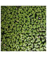 Floating Seeds Aquarius Duckweed Lemna Large Portion - $207.12 MXN