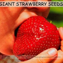 Super Giant Red Strawberry Fruit Seeds Apple Maximus Sized 100 Seeds Gardening - £4.79 GBP