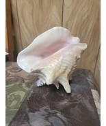 Queen Conch Seashell Large Ocean Pink/White 8” x 7&quot; Nautical Decor - $1,002.54 MXN