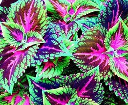 50PCS Janpanse Colorful Coleus Seeds &#39;Rainbow Dragon&#39; Herbs - $5.78