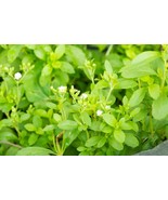 Daun Stevia (Stevia leaf) Dried, 40 Gram - $17.05