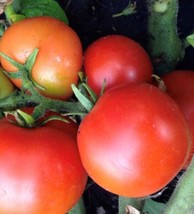 Polish Dwarf Tomato Seeds | Heirloom | Organic FRESH - £11.06 GBP