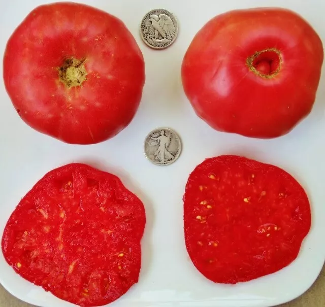 BStore 25 Radiator Charlie&#39;S Mortgage Lifter Fresh Tomato Seeds Starter ... - $13.60 CAD