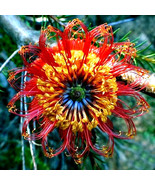 HT 10 Lantern Banksia Tree Seeds Fireworks Exotic Flowering Garden Seeds - €25,81 EUR