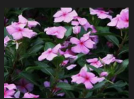 Dwarf Pink Periwinkle 100+ Seeds  - £3.98 GBP