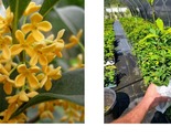 Live Plant - Yellow Flowering Fragrant Tea Olive - osmanthus - ( 1 QT ) - £44.09 GBP
