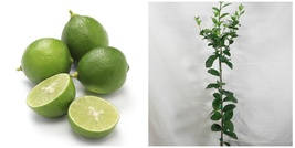Dwarf Thornless Mexican Key Lime Tree, 26-30&quot; Tall Live Plant, Gallon Pot - H0 - £133.00 GBP