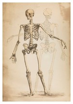 Skeleton Print: Vintage Anatomy Illustration Artwork - £6.97 GBP+