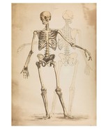 SKELETON PRINT: Vintage Anatomy Illustration Artwork - £6.91 GBP+