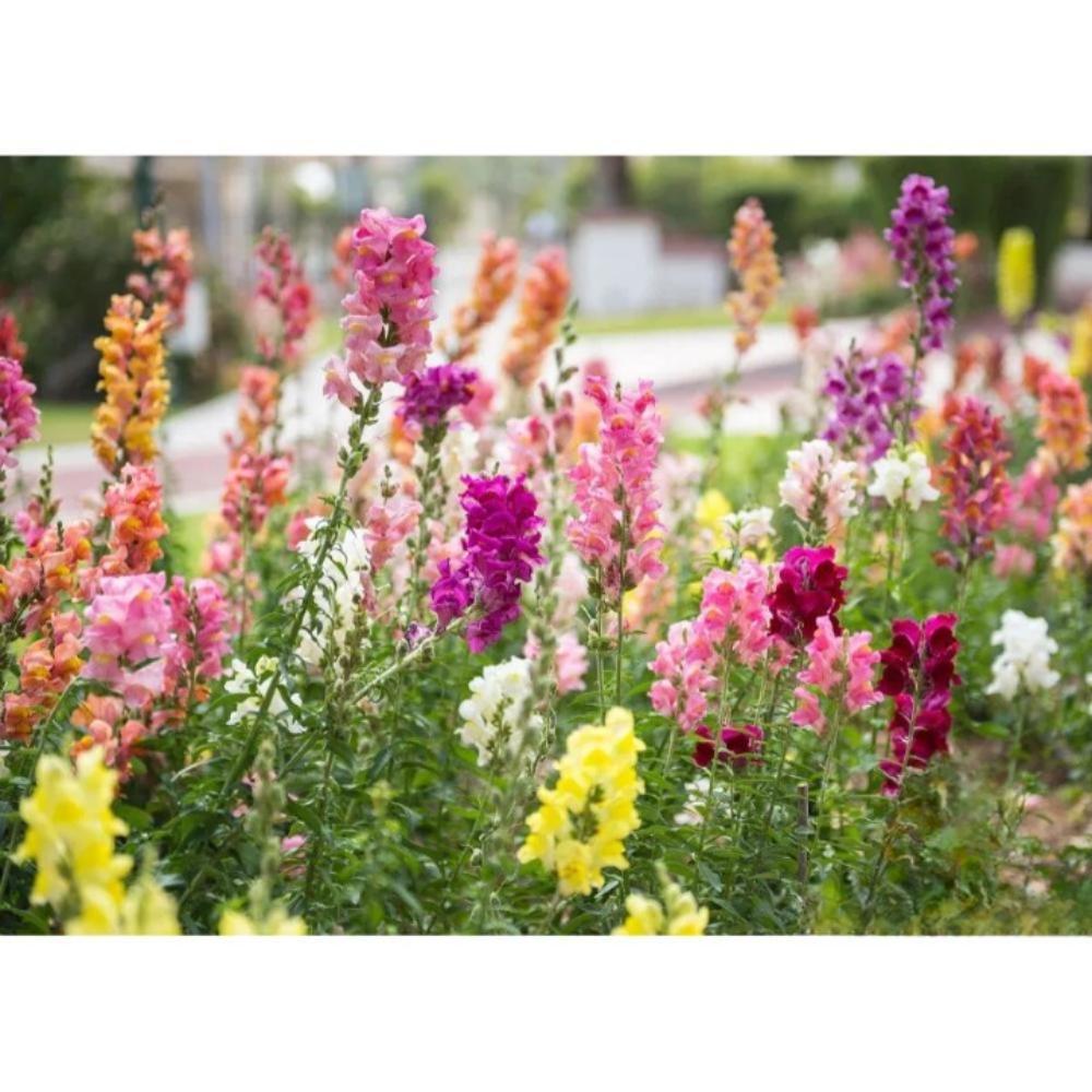 1000+ Maximum Mix Snapdragon Seeds | Colorful Garden Blooms - $16.50