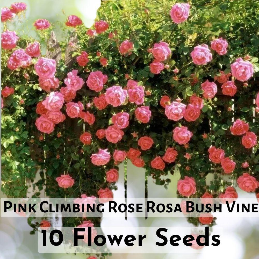 10 Pink Climbing Rose Seeds | Fragrant Vine Rosa Bush | Butterfly-Loving... - $11.75