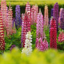 New Seeds Vibrant Lupine Cinenaria Seeds Bulk Pack Of 50 Ideal Creating Stunning - £6.67 GBP