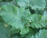 Burdock leaf extract (Arctium lappa) 100% pure with no additives - $8.50+