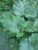 Burdock leaf extract (Arctium lappa) 100% pure with no additives - $8.50+