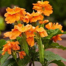 New Fresh USA Seller Crossandra Infundibuliformis Orange Marmalade 20 Seeds - $18.40