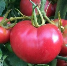 100+  BRADLEY TOMATO SEEDS GARDEN culinary COOKING vegetables SAUCE  - $10.10