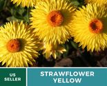 Strawflower yellow 1 thumb155 crop