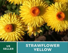 100 Strawflower Yellow Seeds Bracteantha bracteata Heirloom Flower Yellow Blooms - £12.46 GBP