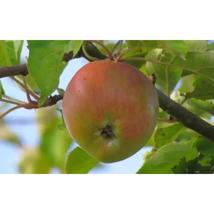 25+ Ascahire Apple Seeds – Grow Delicious Homegrown Apples Easily   - $23.13 CAD
